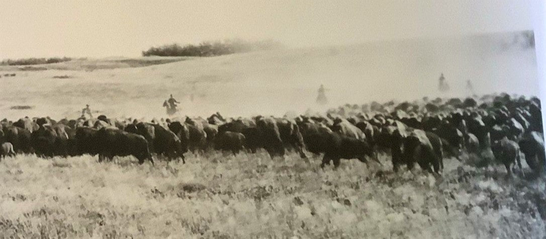 Buffalo and Riders Pano photograph - Unknown age or location, but most likely 1960 plus and Dakota's/Nebraska