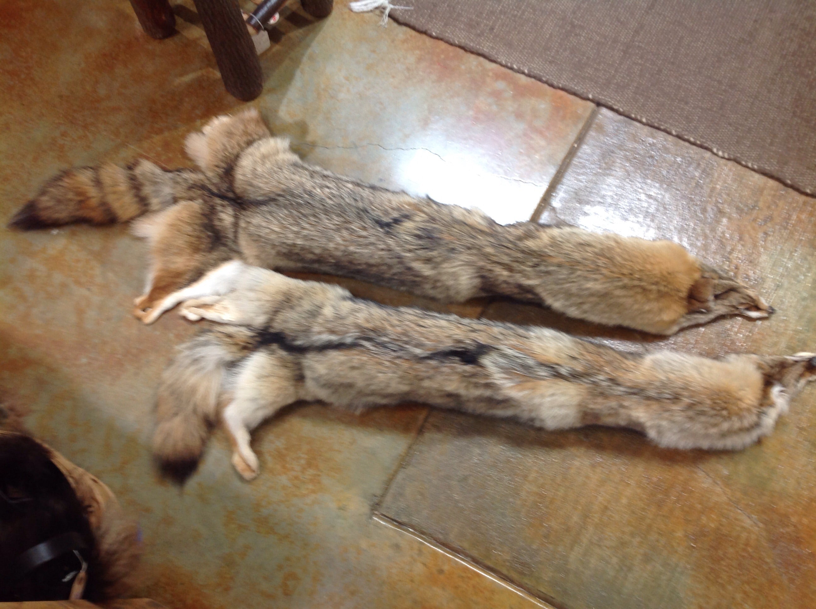 Coyote bolster pillows
