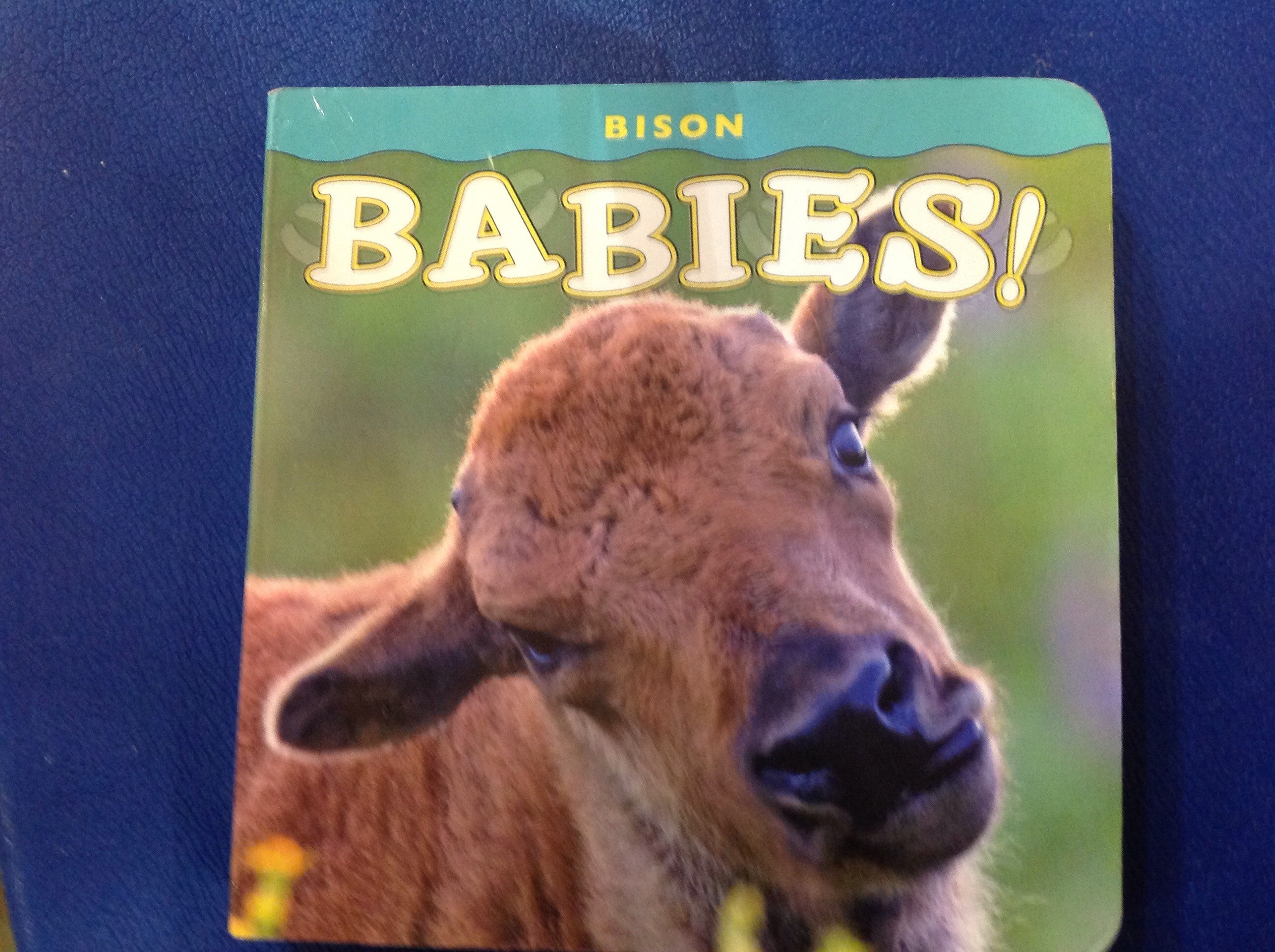 BOOKS - Bison Babies