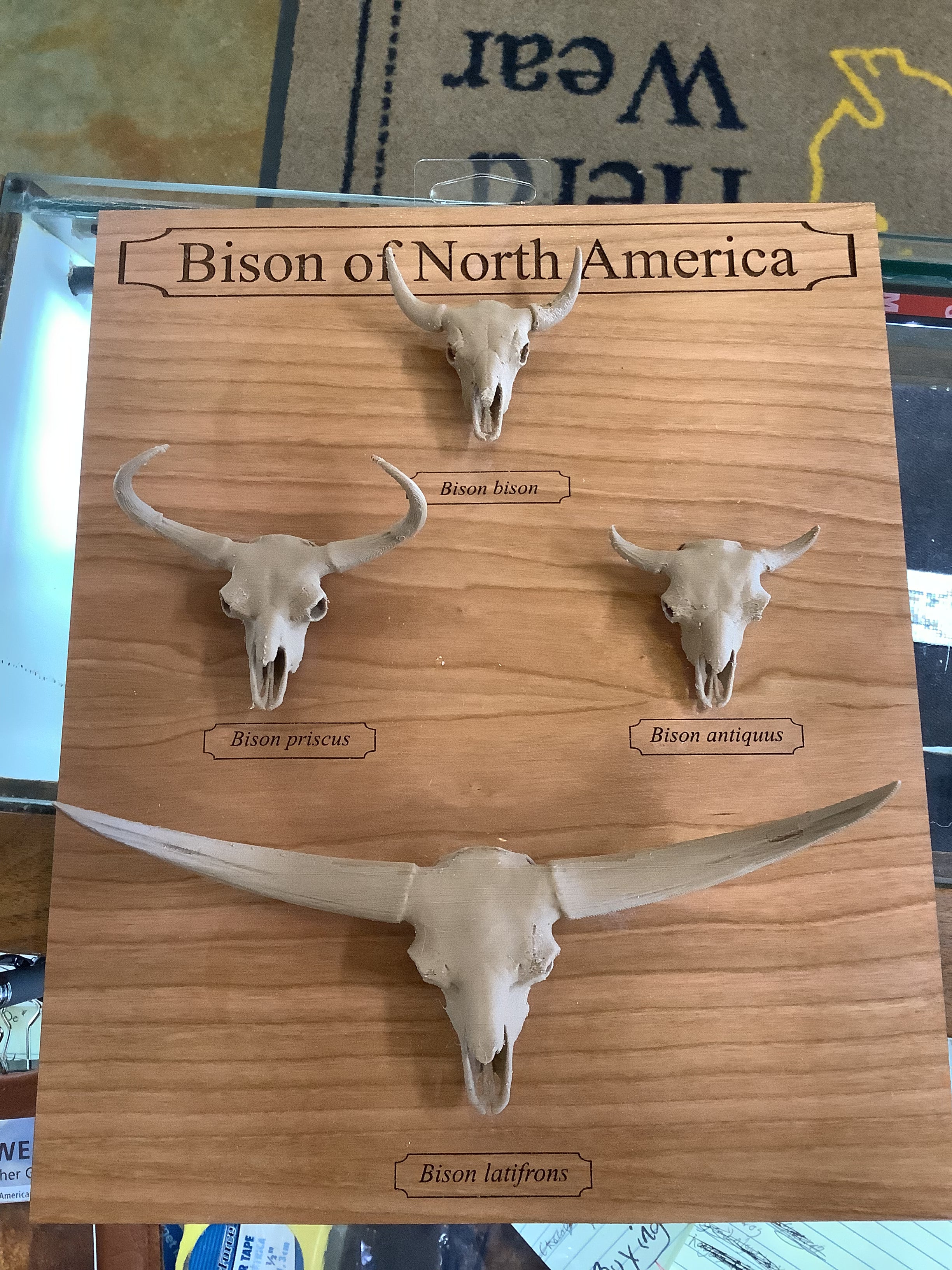 bison latifrons