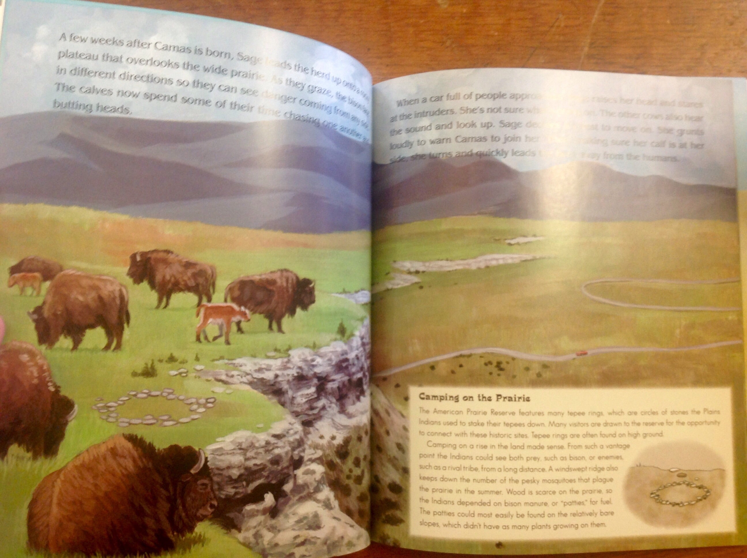 BOOKS - Camas & Sage - A Story of Bison Life on the Prairie