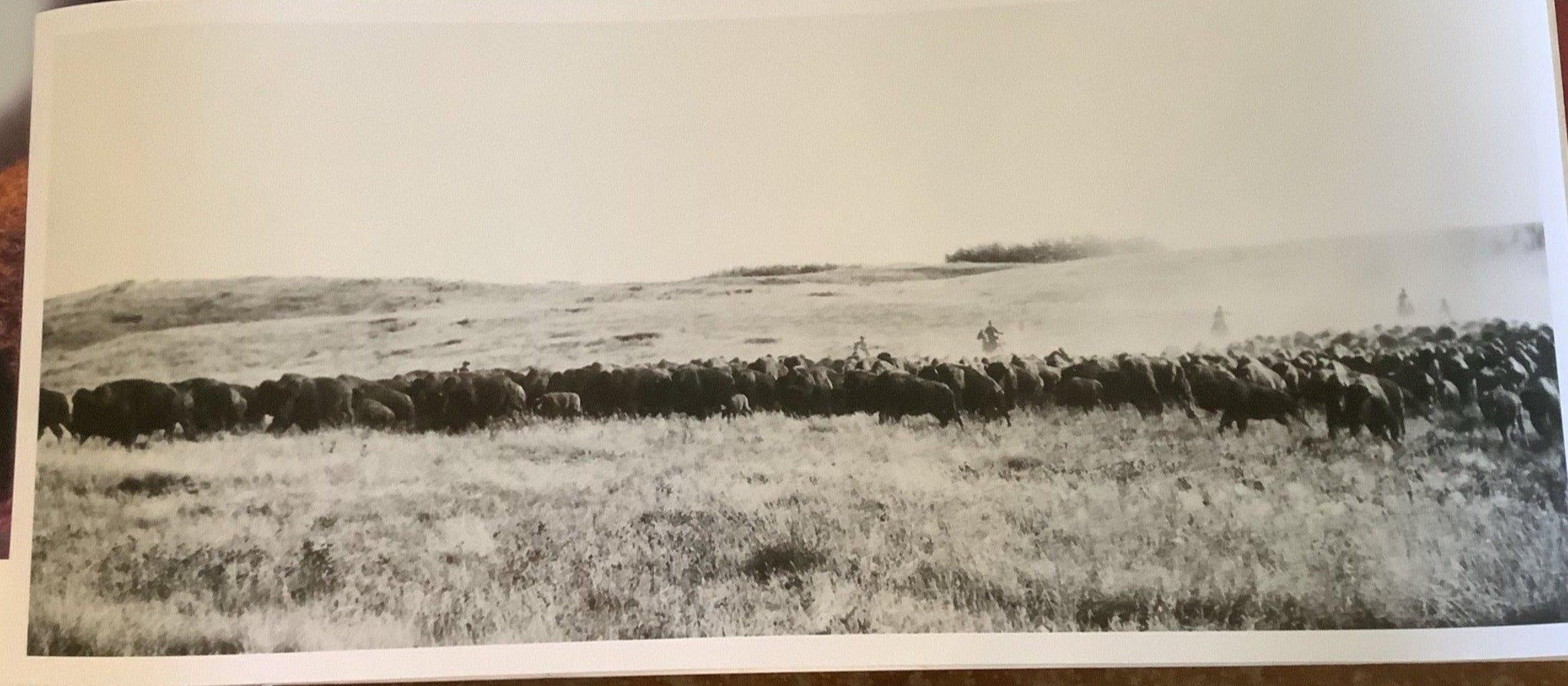 Buffalo and Riders Pano photograph - Unknown age or location, but most likely 1960 plus and Dakota's/Nebraska