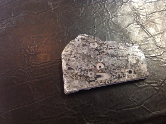Natural Black spot shell Fossil Jasper Facet