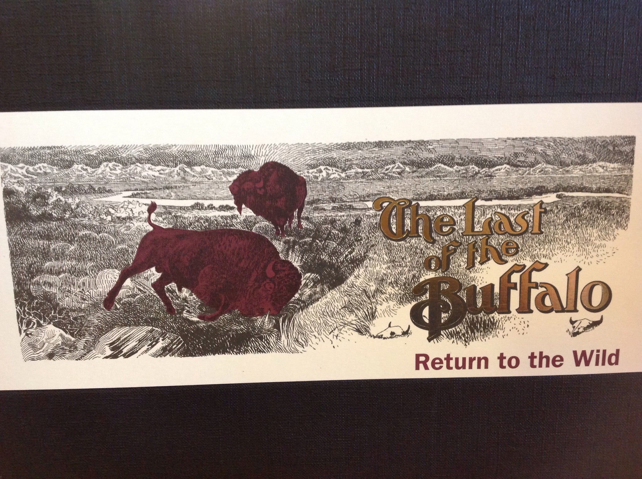 BOOKS - The Last of the Buffalo: Return to the Wild