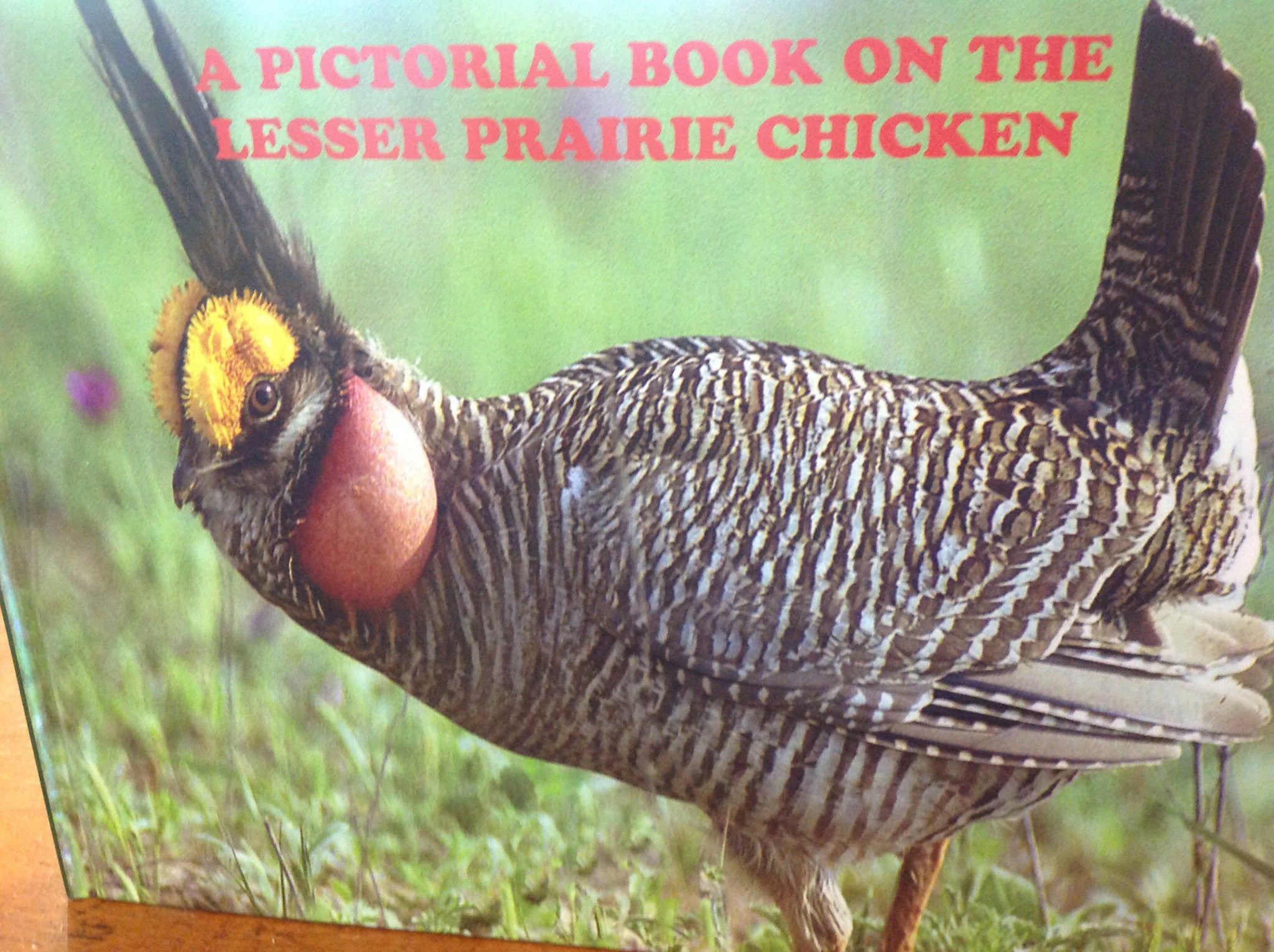 BOOKS - A Pictorial Book on the Lesser Prairie Chicken