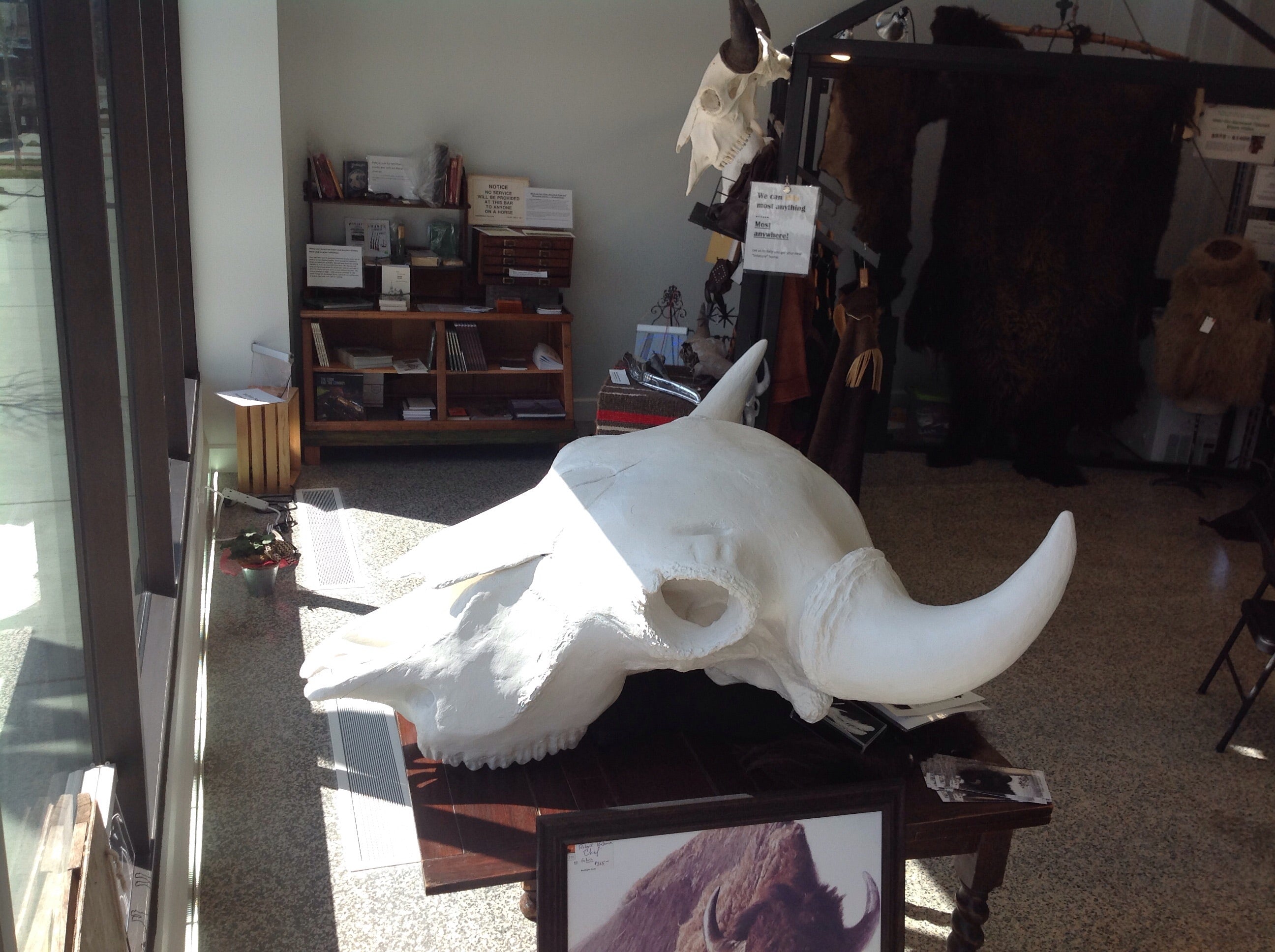 3 times lifesize bison bull skull - the Really Big Guy -
