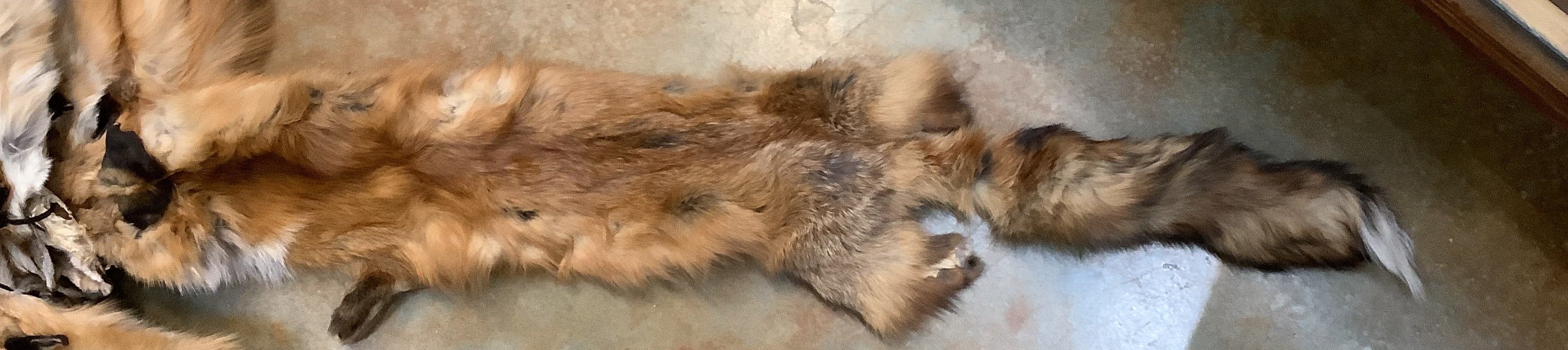 Tawney Red Fox Pelts - Special Purchase