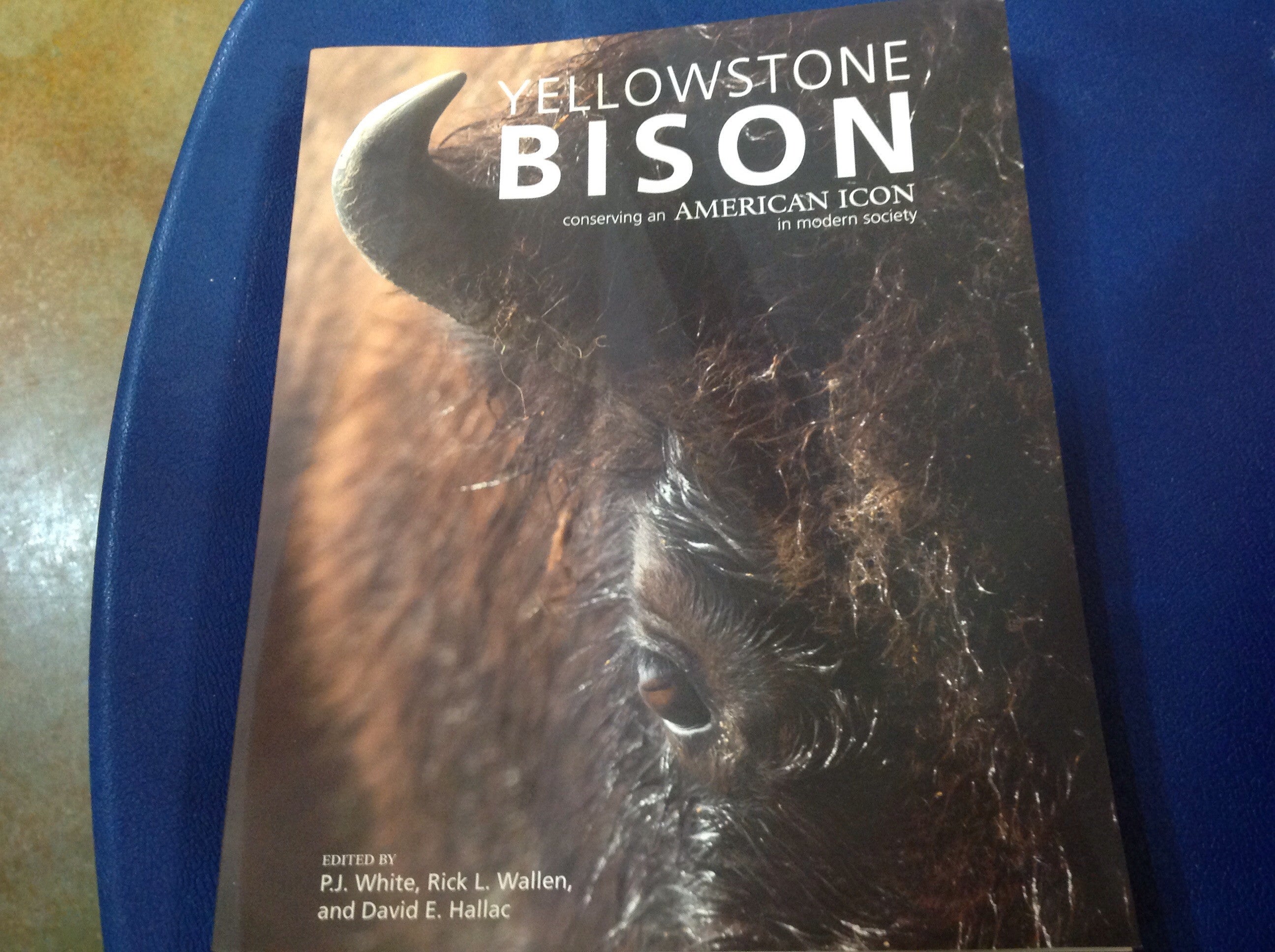 BOOKS - Yellowstone Bison