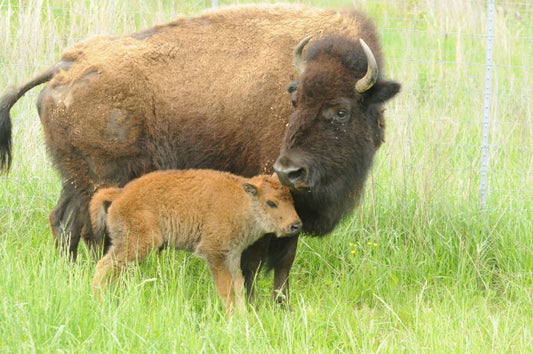 Footskins "Red Dog" and "Barbie" Childs/Youth/Toddler Moccasins